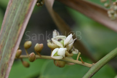 Derris thyrsiflora var. eualata